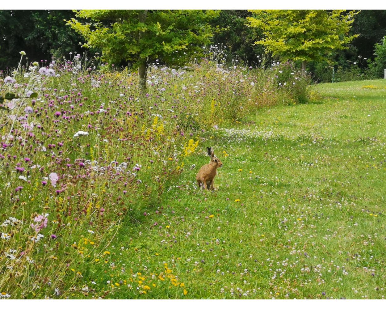 Wildflower lawn on sale