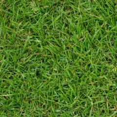 London Premium Turf