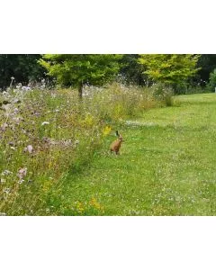 Wildflower Landscape Turf 