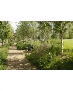 Wildflower Shade Tolerant Turf