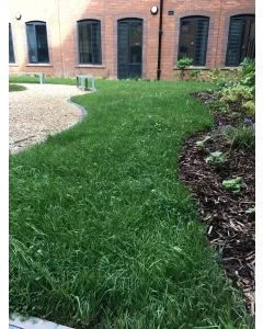 Species Rich Lawn Turf 
