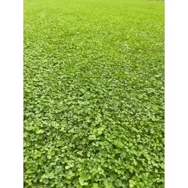 Clover Lawn Eco Turf | London Lawn Turf Company