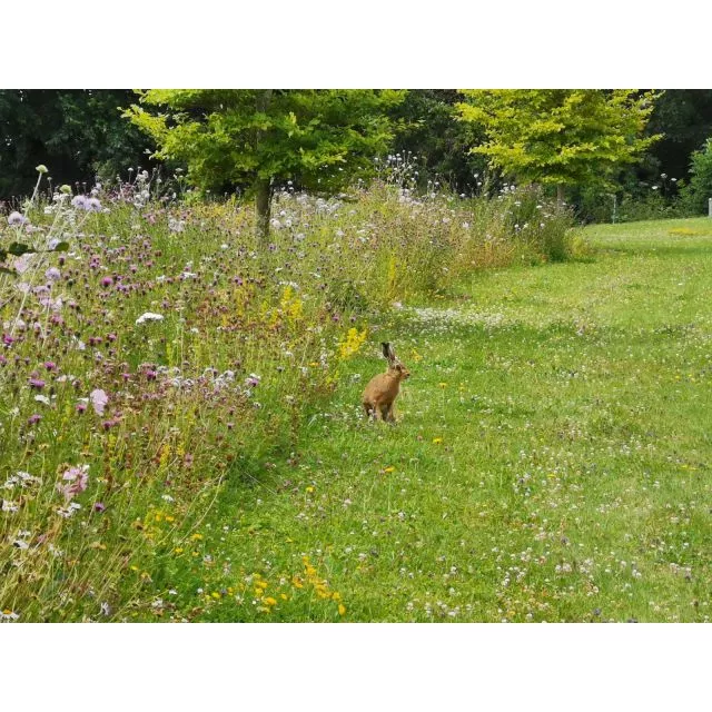 Wildflower Landscape Turf 