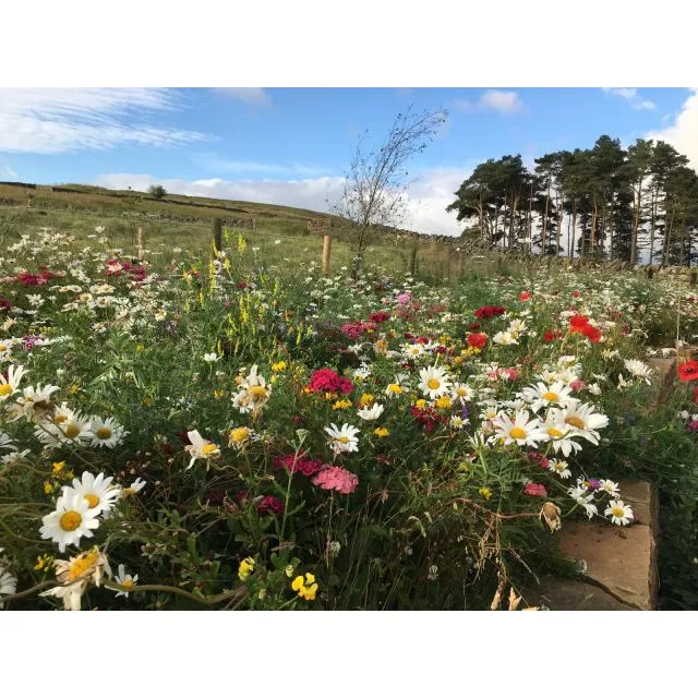 Wildflower Native Enriched Turf 