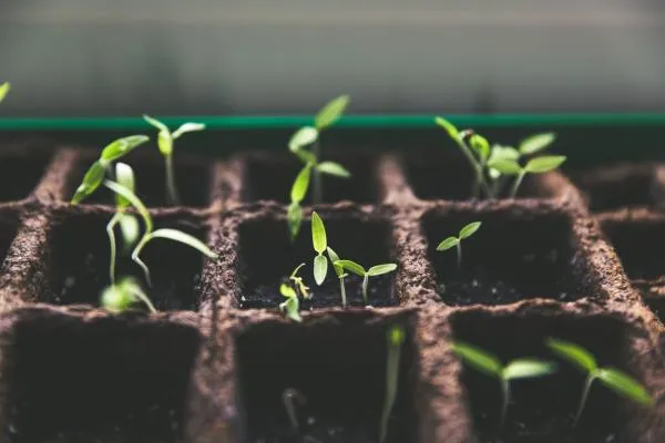 Four Benefits of Composting in Your Garden