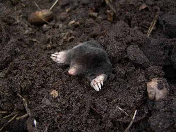 How to Get Rid of Moles in your Lawn