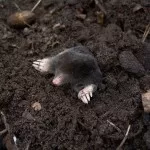 How to Get Rid of Moles in your Lawn