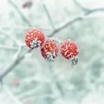 Everything You Need to Know for Your Winter Gardening