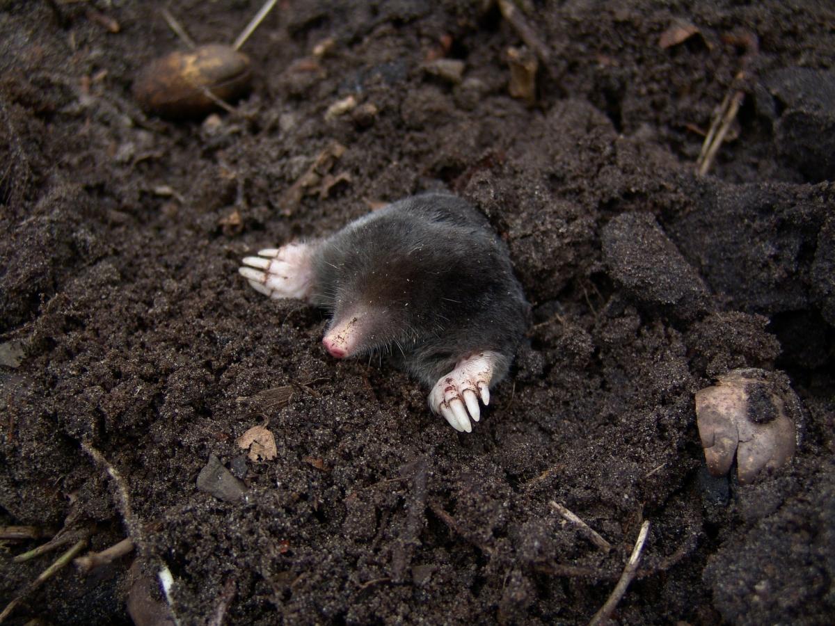 How to  Get Rid of Moles in your Lawn