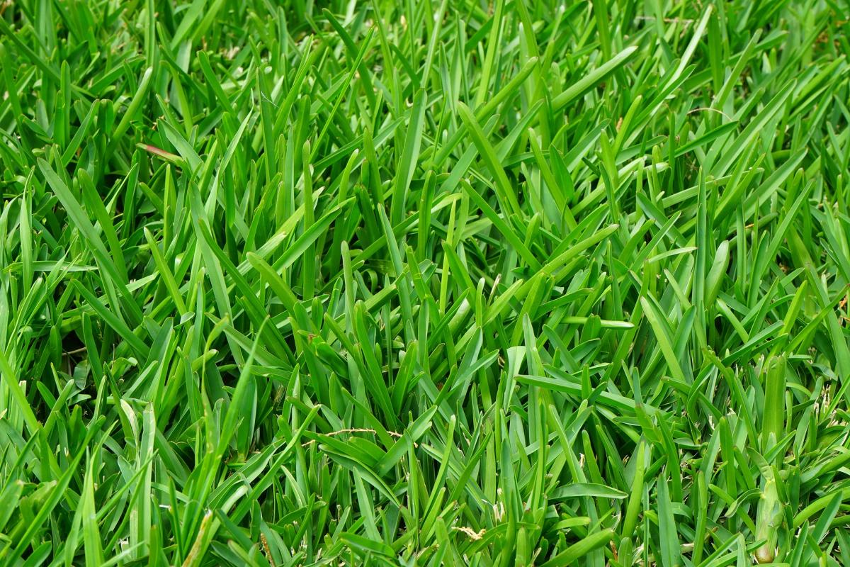 How to Establish new Lawn Turf Quickly