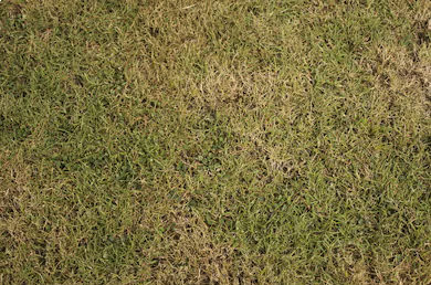 How to stop the hot weather ruining your lawn