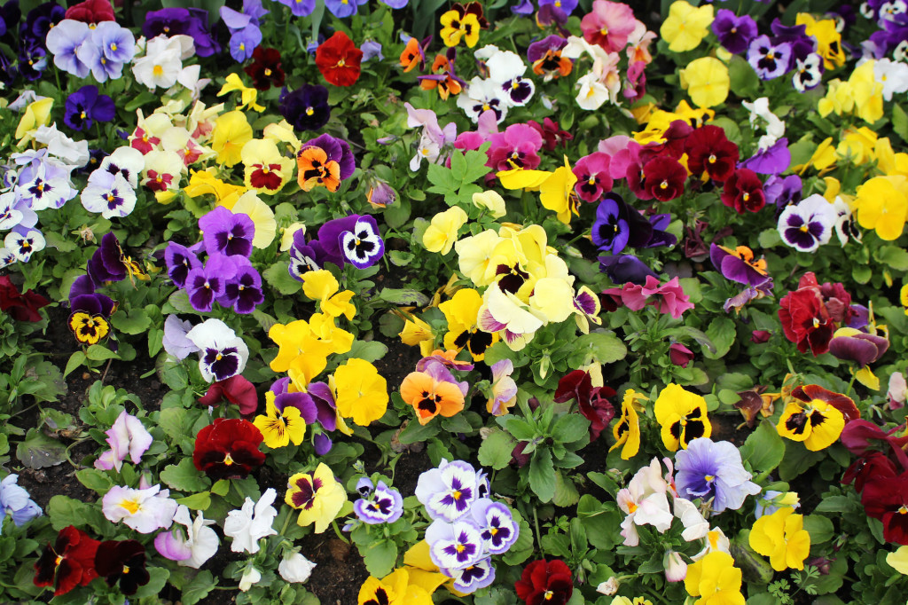 Multicolored pansies.