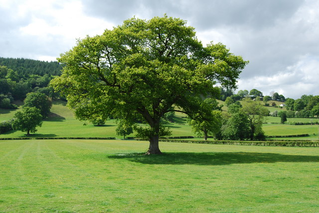 oak tree