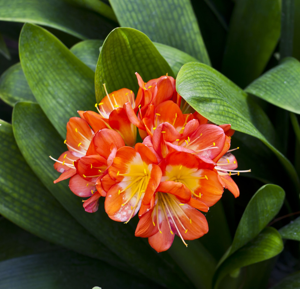 plants that grow in shade