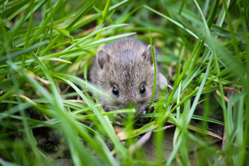 a picture of a mouse in a field