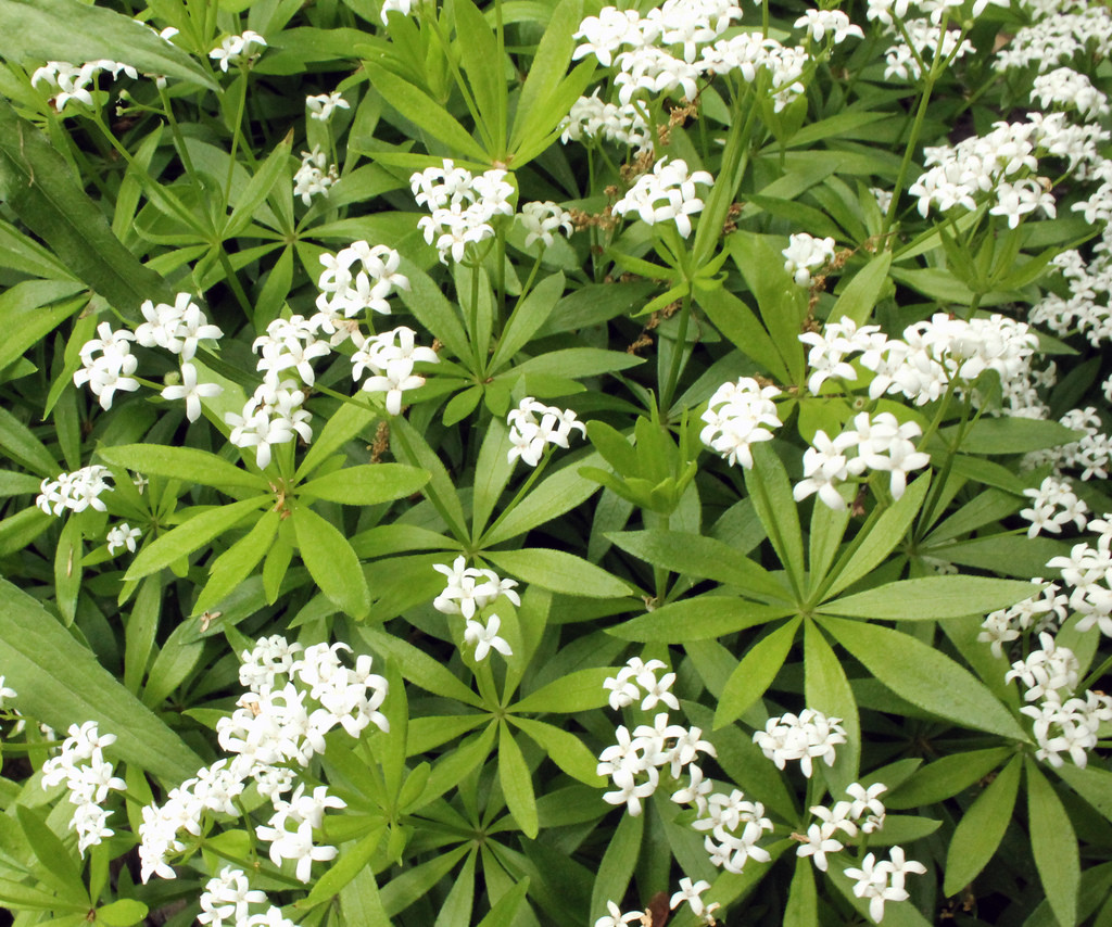 sweet-woodruff