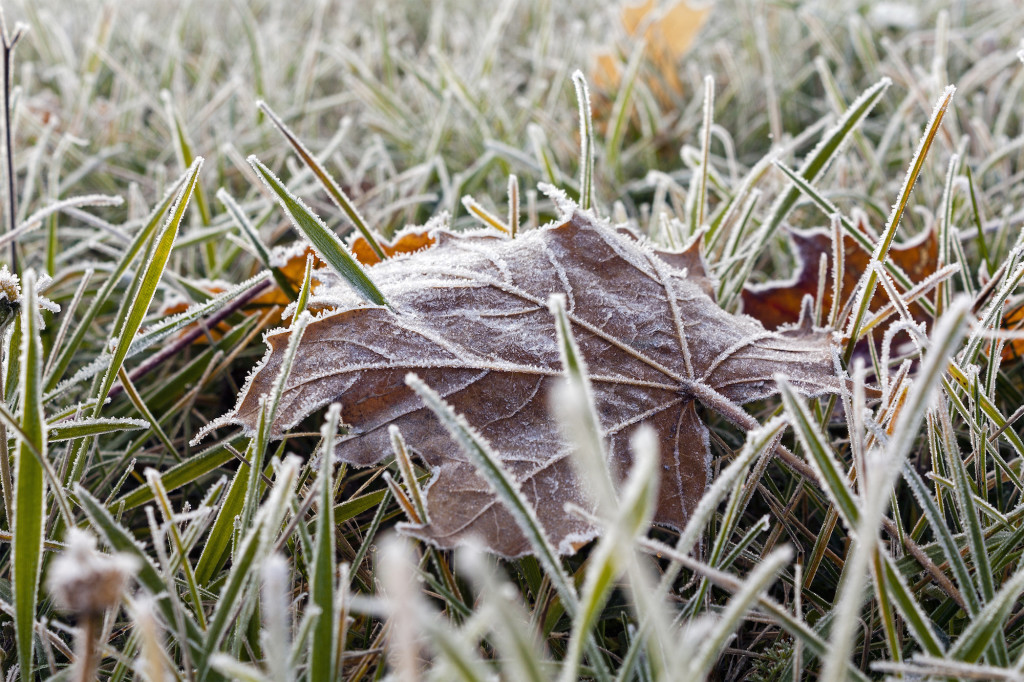 Frosty Lawn