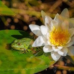 How To Work With Your Garden Wildlife