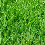 How to Establish new Lawn Turf Quickly