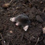 How to  Get Rid of Moles in your Lawn