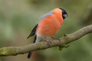 The Secret Benefits of Attracting Garden Birds 