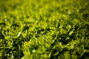 How to Choose The Right Hedge Trimmers