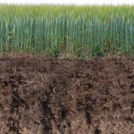 Garden Top Soil: Understand how top soil benefits the garden