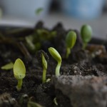 When is the best time to spread compost in your garden?