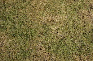 dried out brown grass in summer